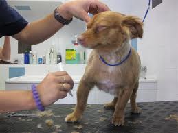 CURSO DE PELUQUERIA CANINA con prácticas, telefono 912796901. 