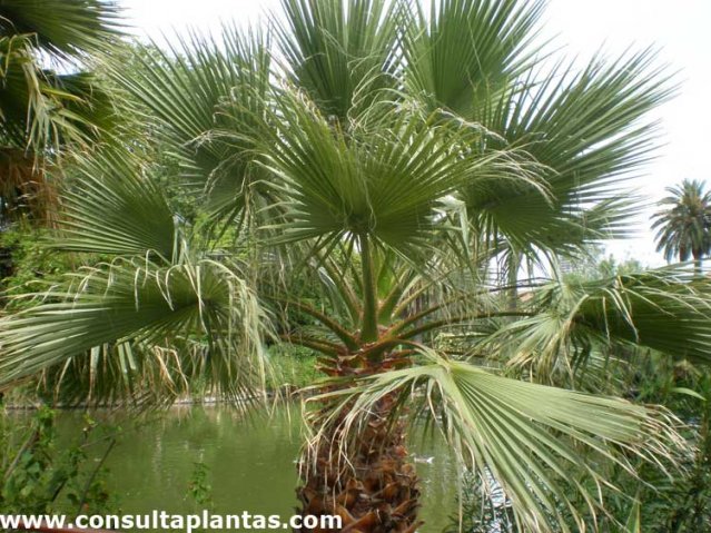 palmera de abanico