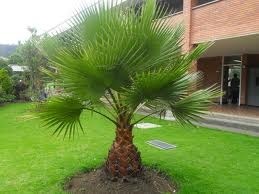 palmera de abanico