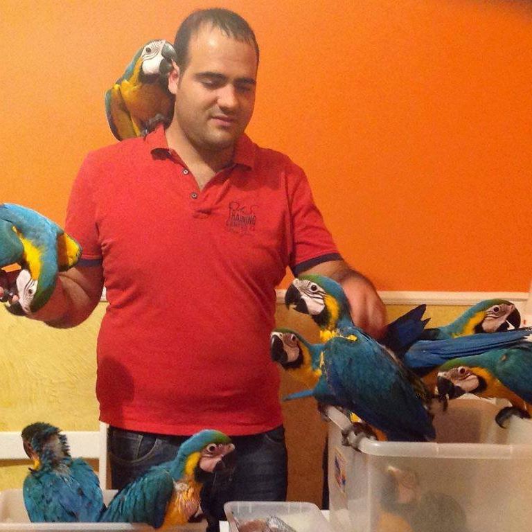 Loros y huevos de loro disponibles.