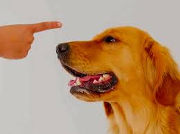 CURSO PELUQUERIA Y EDUCACION PERROS con práctica,matrícula GRATIS