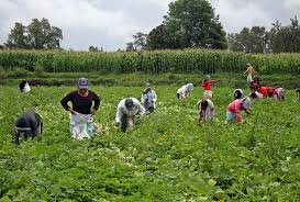 Se busca personal para trabajar en la campaña de la fresa y otras campañas de frutas.
