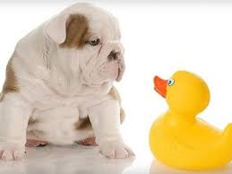 CURSO PELUQUERIA Y EDUCACION PERROS con prácticas, matrícula GRATIS.  