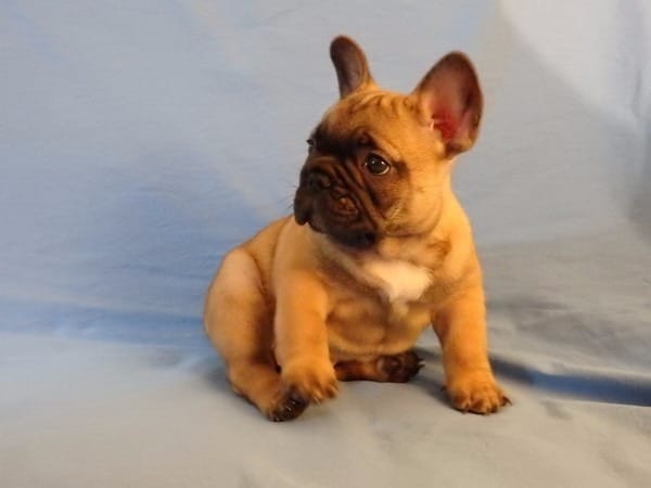 CACHORROS DE BULLDOG FRANCÉS