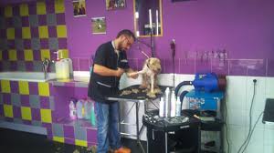 CURSO PELUQUERIA Y EDUCACION PERROS con prácticas, matrícula GRATIS. 