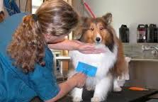 CURSO PELUQUERIA Y EDUCACION PERROS con prácticas