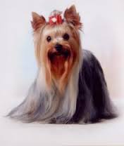 CURSO PELUQUERIA Y EDUCACION PERROS con prácticas, matrícula GRATIS.
