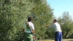 Se buscan personas para recolectar aceituna,oliva,uva en esta campaña