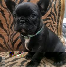 Cachorros Bulldog Francés